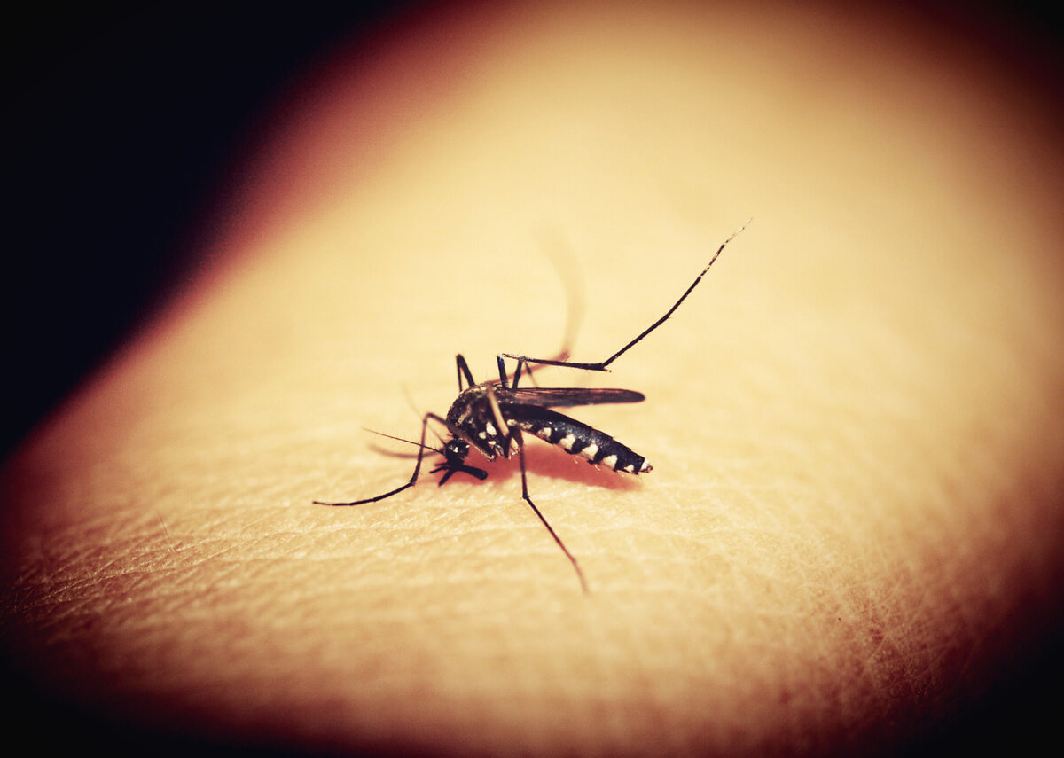 Fighting Malaria with Machine Learning and Neural Networks